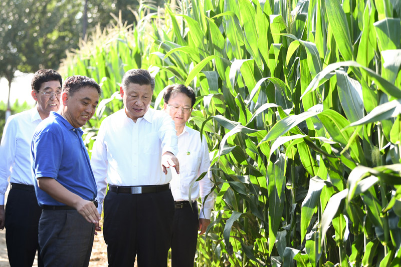 7月22日至24日,中共中央总书记、国家主席、中央军委主席习近平在吉林省考察。这是7月22日下午,在四平市梨树县国家百万亩绿色食品原料(玉米)标准化生产基地核心示范区地块,习近平走进玉米地,了解农业科技研发利用、黑土地保护情况。新华社记者 燕雁 摄